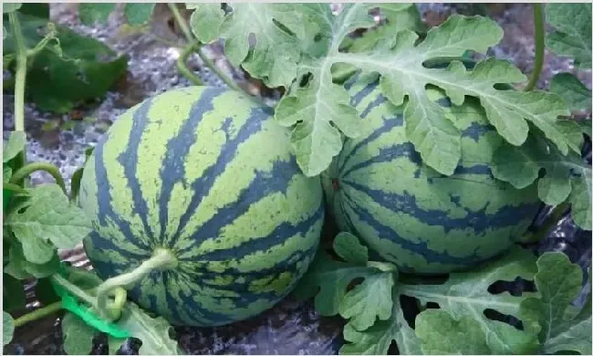 西农8号西瓜种植时间及5个技巧 | 自然知识