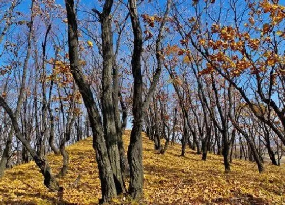 植物种类|柞树是什么树种 生长在什么地方