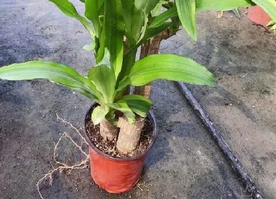 植物种类|巴西木是什么树种  属于天门冬科植物