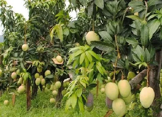 果实成熟|芒果几月份成熟上市