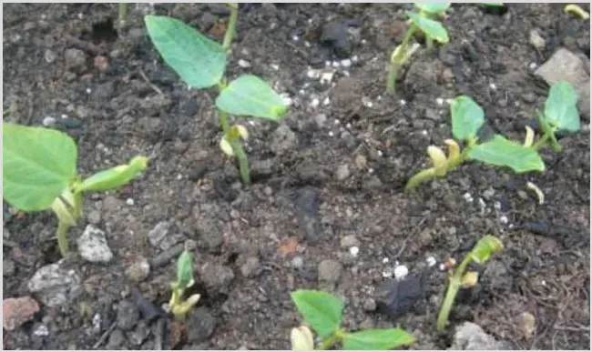 蔬菜带帽苗是怎么回事？如何解决？ | 种植施肥