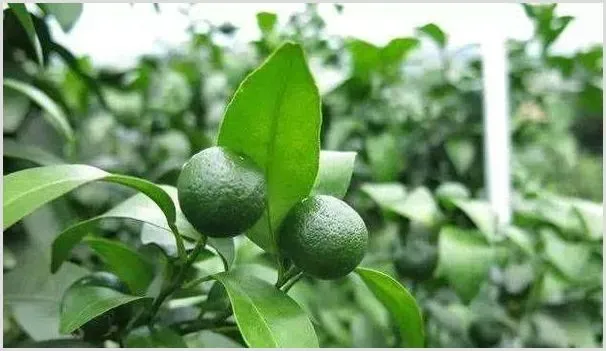 6月份果园高产高质管理技术指南 | 种植资料