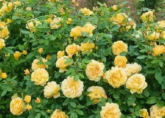 植物种类|月季黄金庆典是藤本还是灌木