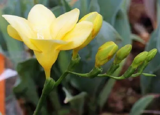种植管理|小苍兰几月份种植合适