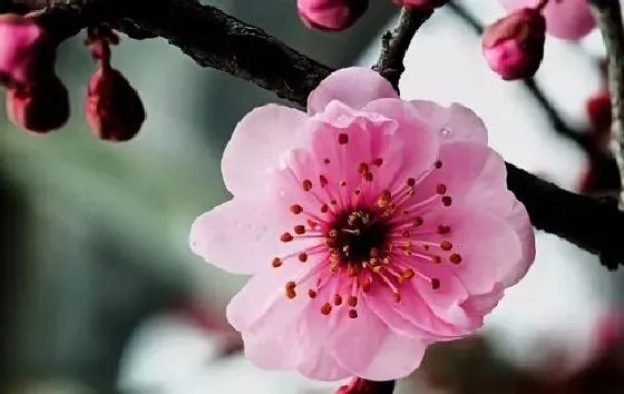 植物寓意|梅花的寓意和象征风水 代表什么意思