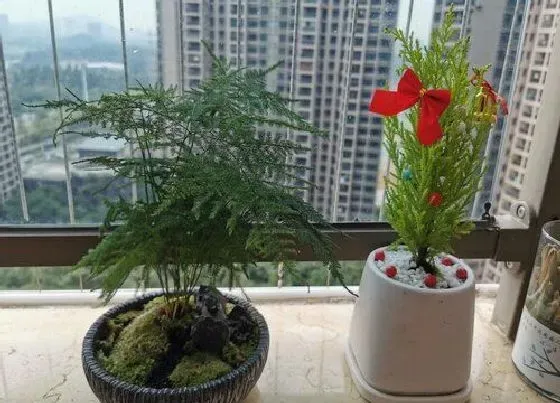 树之最|不怕冷的树有哪些