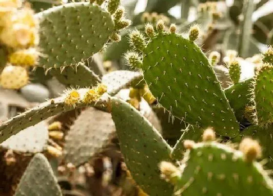 植物寓意|仙人掌代表什么生肖