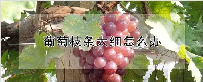 葡萄枝条太细怎么办 | 耕种资料