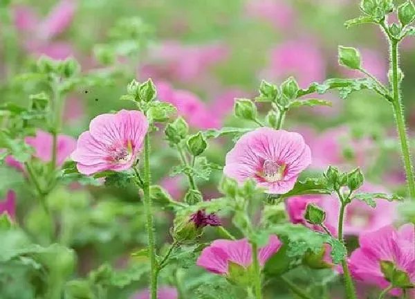 养殖方法|木槿花的养殖方法和注意事项有哪些