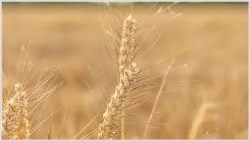 小麦12月份种可以吗？附12月份小麦种植管理要点！ | 种植资料