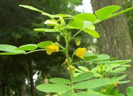 植物百科|决明子生长在什么地方