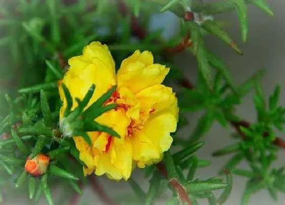 开花时间|午时花什么时候开花（中午开花）