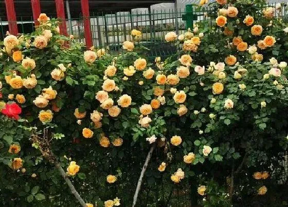 开花时间|野蔷薇什么时候开花 开花时间是几月