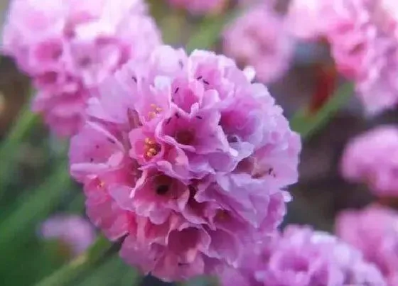 开花时间|海石竹一年开几次花