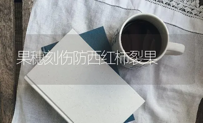 果穗刻伤防西红柿裂果 | 瓜果种植