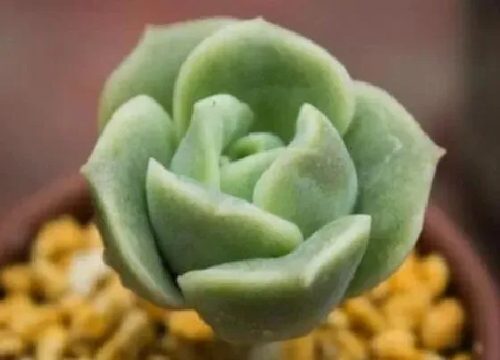 种植百科|肉肉植物栽种方法和注意事项