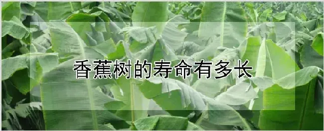 香蕉树的寿命有多长 | 耕种资料