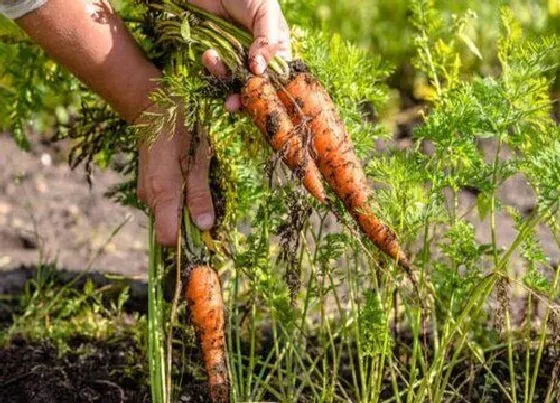 种植方法|春季胡萝卜种植时间和方法 栽培技术与管理熬点