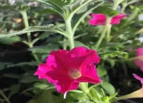 养殖方法|牵牛花怎么养家庭养法