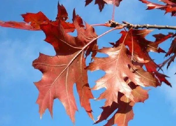 植物浇水|红枫多久浇一次水