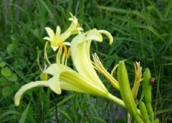 花卉百科|代表遗忘的花