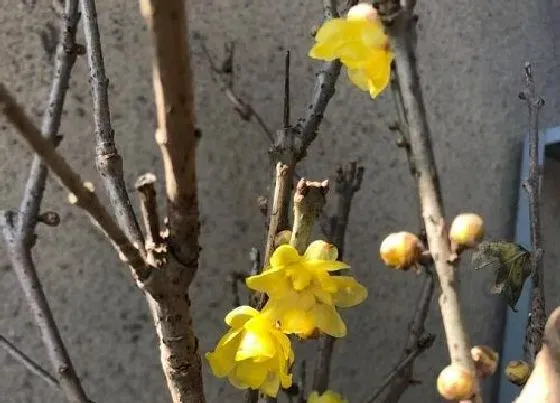 植物修剪|腊梅花怎么修剪方法