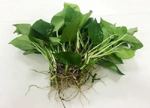 植物扦插|绿萝扦插快速生根方法（绿萝扦插的方法与护理技巧）