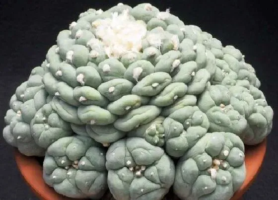 种植土壤|银冠玉配土方法与种植土壤