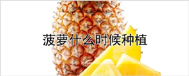 菠萝什么时候种植 | 耕种资料
