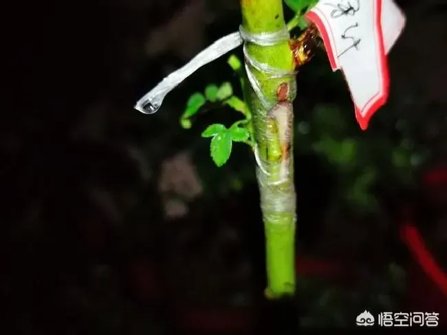 植物嫁接|嫁接月季多久能发芽，月季嫁接蔷薇多长时间发芽成活）