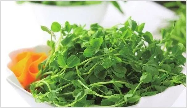北方地区苦苣菜设施高产栽培技术 | 耕种资料