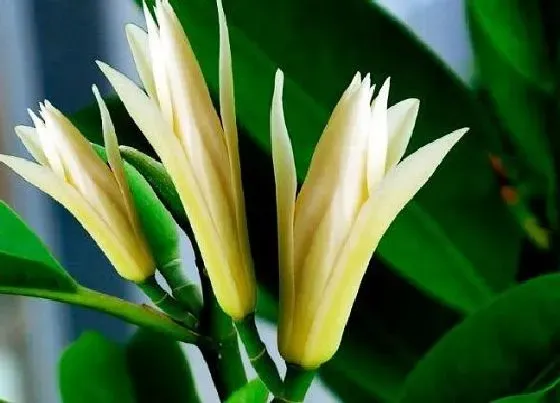 开花时间|白兰花一年开几次花