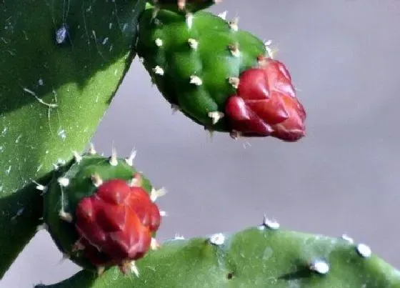 花期|胭脂掌花期多久时间