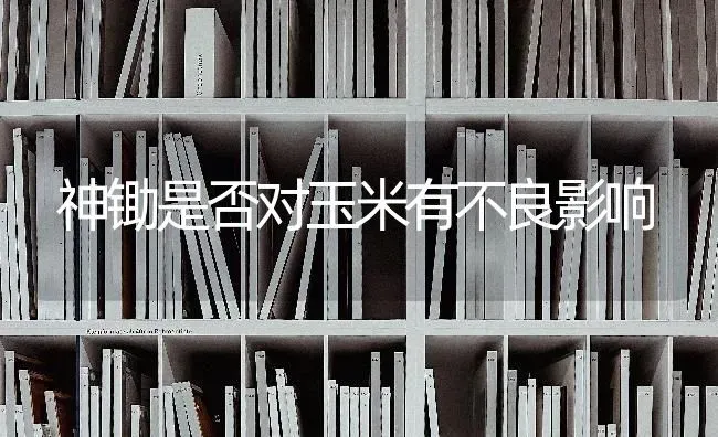 神锄是否对玉米有不良影响 | 粮油作物种植