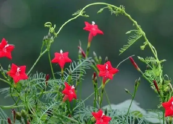 植物排行|垂直绿化植物有哪些