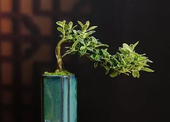 植物百科|2月扦插的花卉有哪些