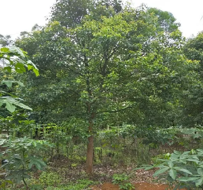 植物百科|香樟树一年能长多高 每年能长多少公分