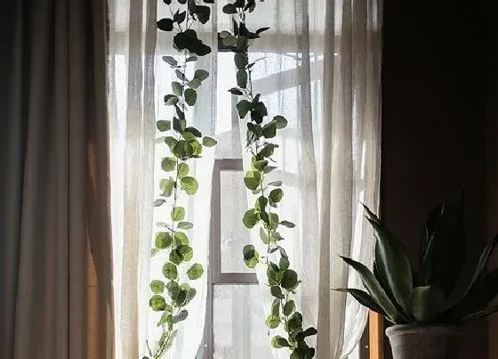植物百科|尤加利开花吗 开花什么样子