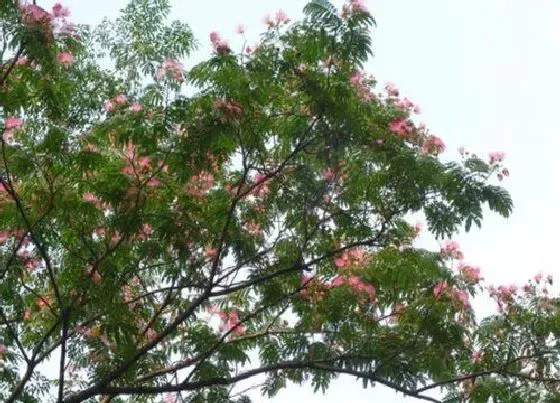 植物种类|榕树和榕花树是一种树吗