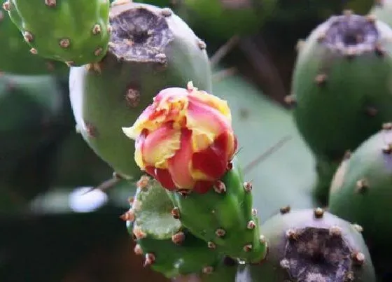 花期|胭脂掌花期多久时间