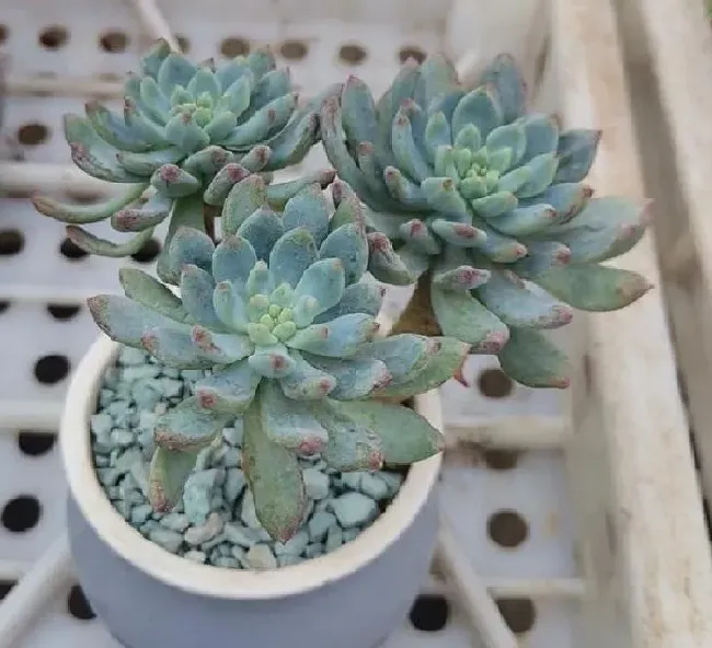 养殖科普|多肉植物能淋雨吗（养在室外的多肉淋雨了怎么办）