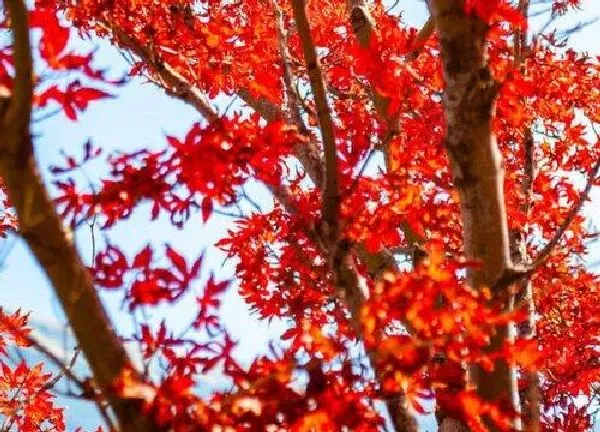 养殖科普|红枫喜阴还是喜阳光的植物