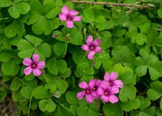 植物百科|四叶草会开花吗 开什么颜色的花