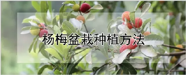 杨梅盆栽种植方法 | 自然知识