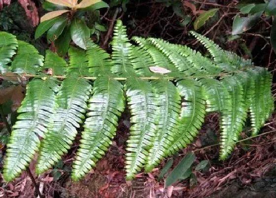 植物种类|里白是蕨类植物吗