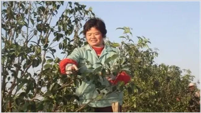 桂花树修剪时间和技巧方法 | 种植技术