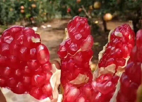 风水百科|在阳台上种石榴风水好吗 阳台养盆栽石榴风水寓意