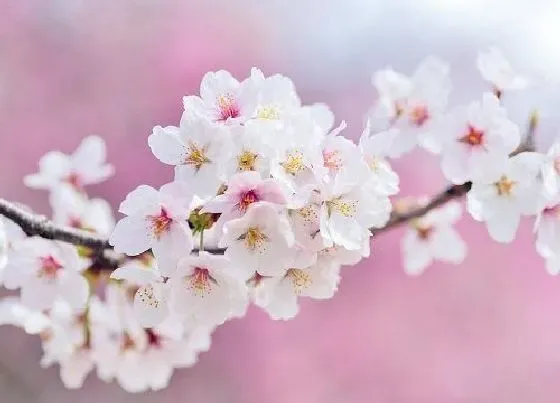 花卉百科|樱花是哪个市的市花