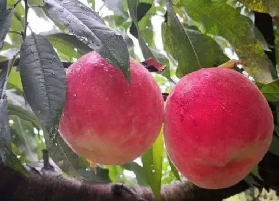 植物种类|有哪些新品种桃树苗最好（最新的优良桃树苗品种哪里有）