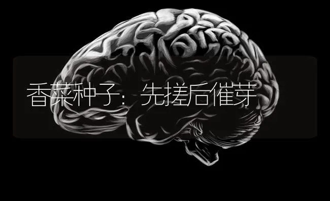 香菜种子：先搓后催芽 | 蔬菜种植